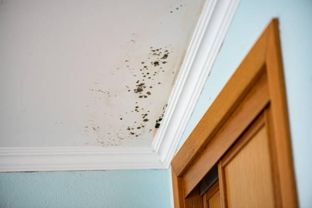 Best Emergency Mold Remediation in San Felipe Pueblo, NM