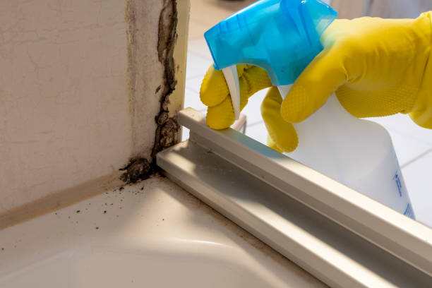 Best Black Mold Remediation in San Felipe Pueblo, NM