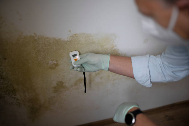 Best Health and Safety Mold Remediation in San Felipe Pueblo, NM