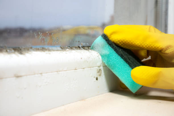 Best Insurance-Related Mold Remediation in San Felipe Pueblo, NM