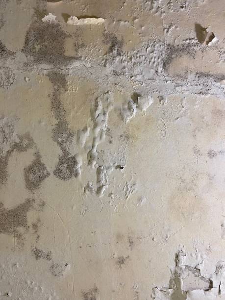 Best Industrial Mold Remediation in San Felipe Pueblo, NM