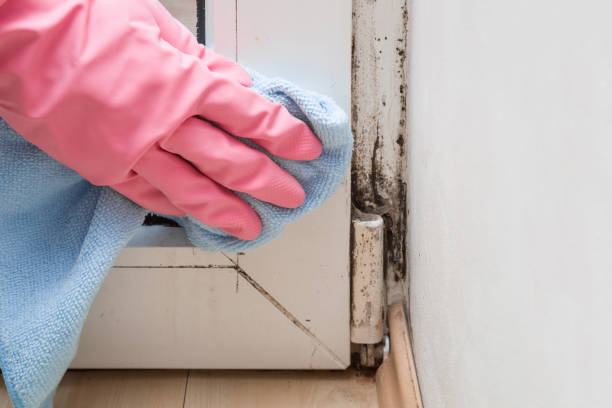 Best HVAC Mold Remediation in San Felipe Pueblo, NM